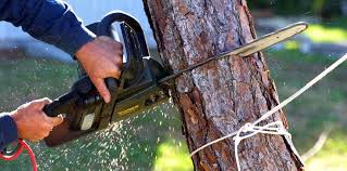 How Our Tree Care Process Works  in  Despard, WV